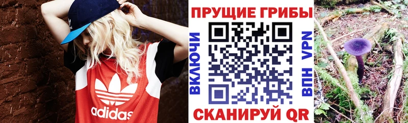 Галлюциногенные грибы GOLDEN TEACHER купить закладку Клин